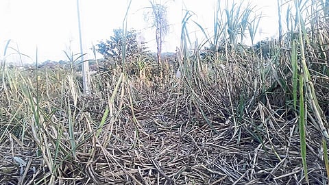 Frequent Damage To The Same Field By Tusker Elephants Kolhapur Marathi Nrews