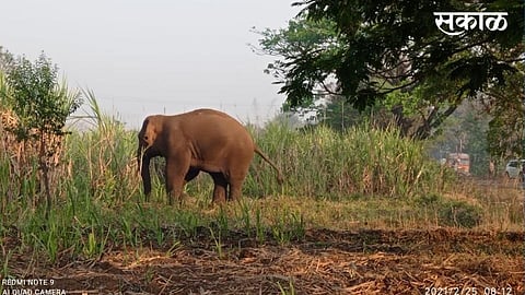 elephant entry in kolhapur kagal people seen today morning