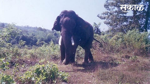 Elephants Again In The Uttur Area Kolhapur Marathi News