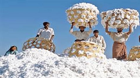 private businessmen buying cotton in less rates from farmers 