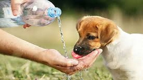 helping animals
