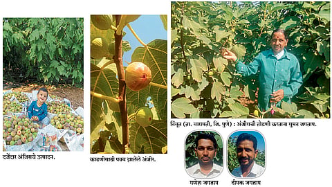ध्यास, अभ्यासातून फुलवले अंजीर बागेचे नंदनवन