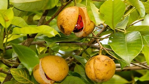 जायफळाचे फळ 