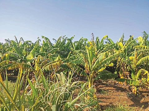 hingoli photo