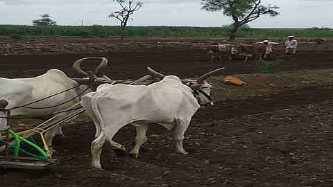 kharif money.jpg