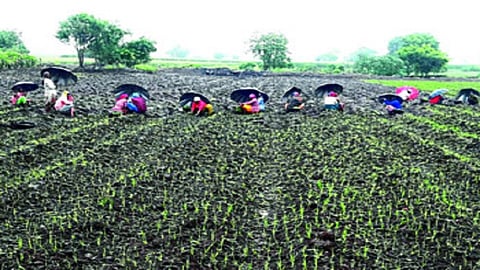 kharif onion cultivation Planning collapsed nashik marathi news