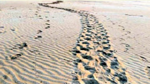 Turtle 122 eggs protected in  dapoli ratnagiri