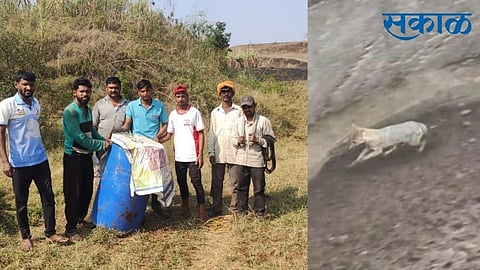 Fox bidri kolhapur marathi news