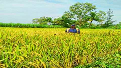 Success stories of sadoli dumala farmer bhikaji kambale 