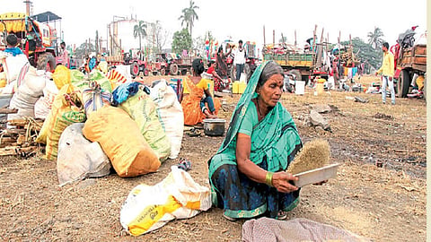 working sugarcane workers  started arriving in western Maharashtra from Marathwada