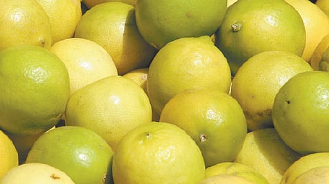 Lemon Crop news