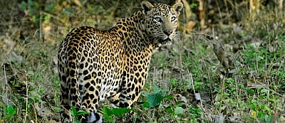Leopard caught in a trap at Ghagrewadi released into its natural habitat