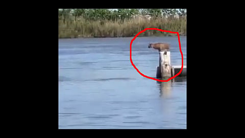leopard crossed broken bridge by jump this video viral