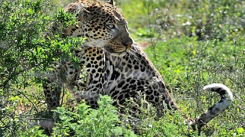 leopard-attack.jpeg