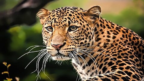 leopards.jpg