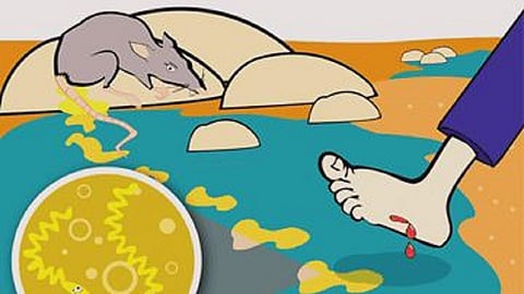 leptospirosis-1