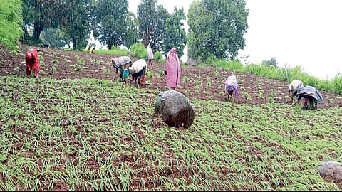 महाबळेश्‍वर तालुक्‍यातील शेतकऱ्यांनी यंदा नाचणीस का दिले प्राधान्य ? वाचा सविस्तर