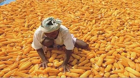 maize purchase