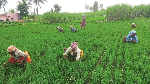 Collective paddy cultivation by Chandoli dam affected 