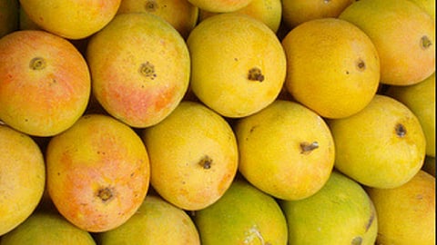 Fifty thousand dozen hapus available for sale in ratnagiri kokan marathi news