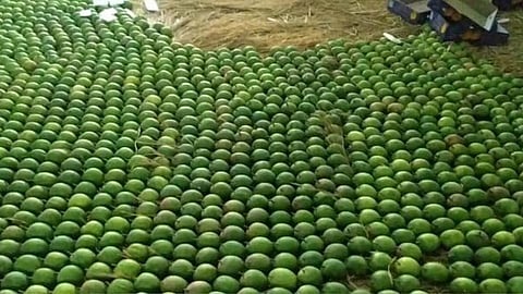 mango export from konkan direct sales from market in ratnagiri
