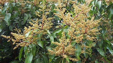 mango bloom will be extended for this year in ratnagiri due to changes in atmosphere
