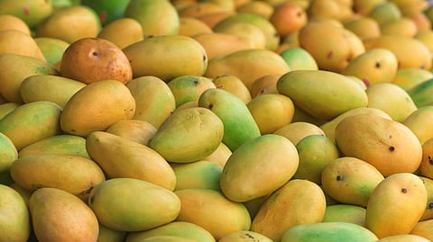 mangoes.jpg