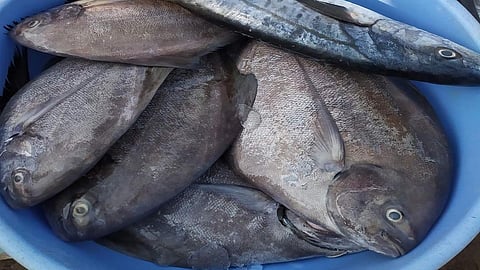 fisherman found a fish of rupees 20 lakh in ratnagiri sarnga fish