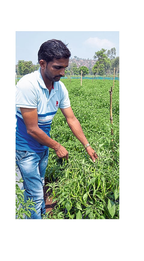 The Chillies Crop Well, But The Market Fell Kolhapur Marathi News
