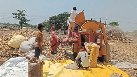  मंठा : मळणी यंत्रातून धान्य तयार करताना शेतमजूर. 