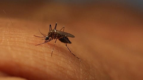 नवी मुंबईकरांनो सावधान; तुमच्यावर घोंगावतंय एक मोठं संकट, खाडी परिसर आहे हॉटस्पॉट 