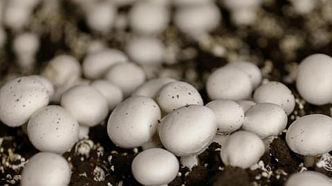mushroom