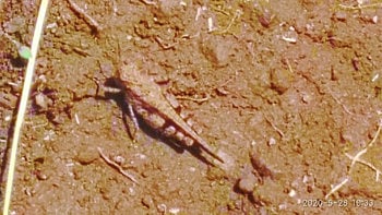 Locusts entry