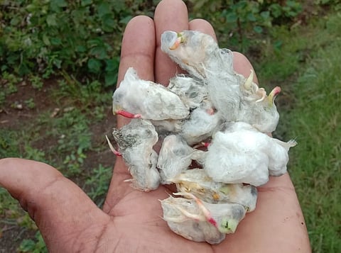 कापसाच्या झाल्या वाती