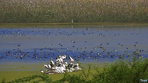 nandur madhmeshwar bird.jpg