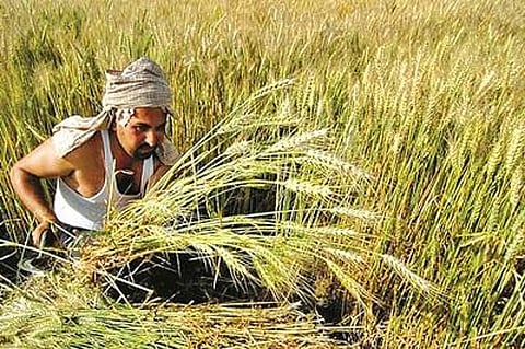 nandura farmer.jpg