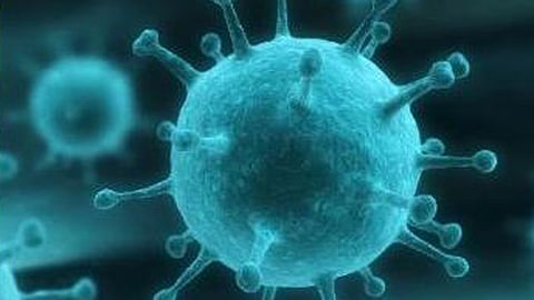 nipah-virus.jpg