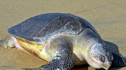olive-ridley