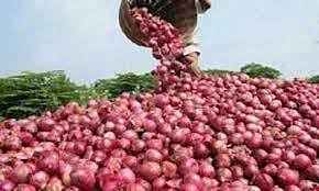 onion 2.jpg