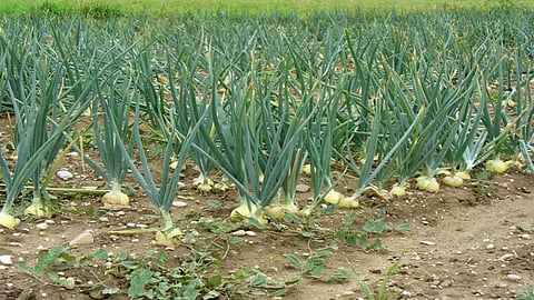 onion crops.jpg