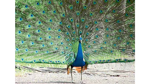 sangli Peacock Shelters News
