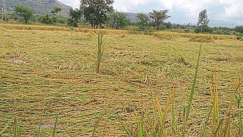 peddy crops