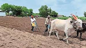 sowing