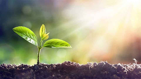 Tree Planting Campaign Still Out Of The pits! Kolhapur Marathi News