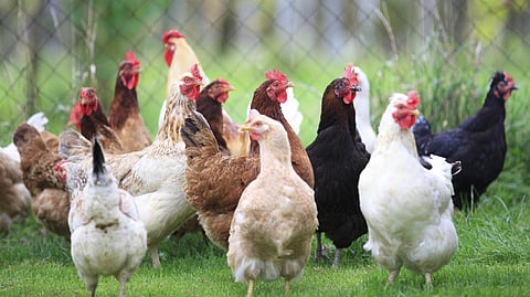 poultry farming