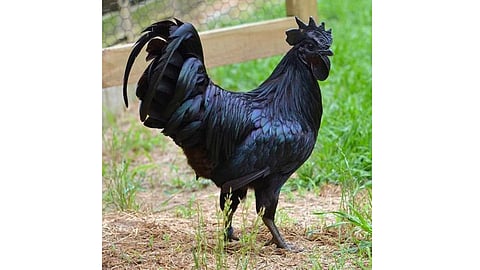Kadaknath chickens 