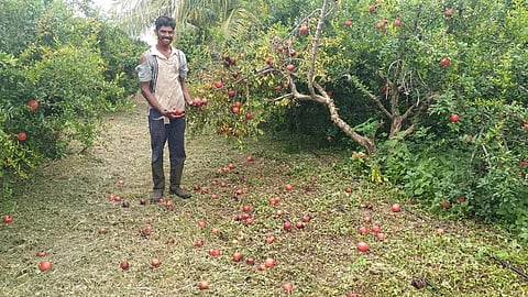 puranda