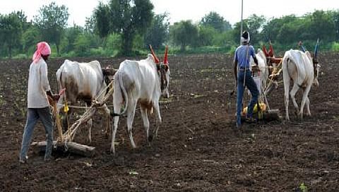 60 percentage sowing of rabbi complete in nagpur 