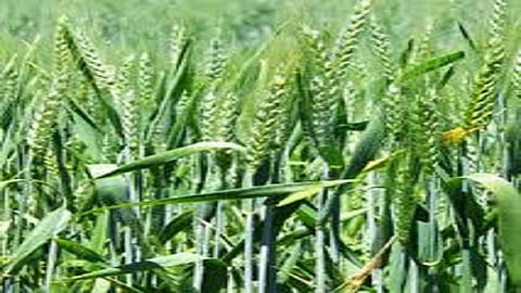 The area under rabi crops in Akola district is declining day by day