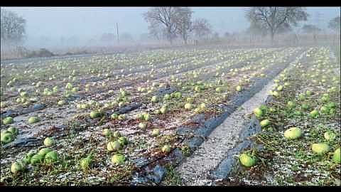 Akola News: 38.77 lakh for natural calamities, relief to farmers